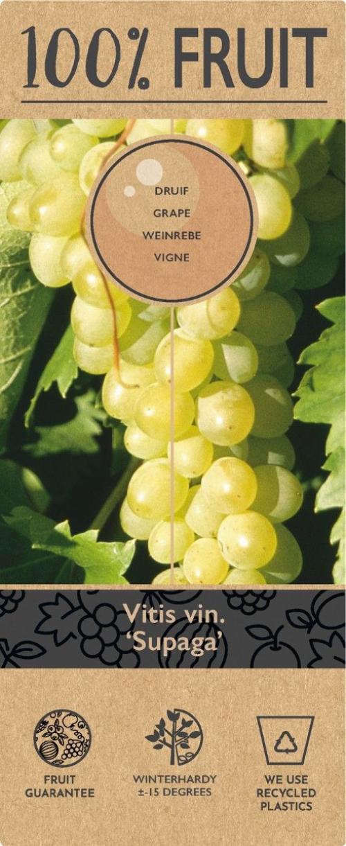 Vitis 'Supaga'