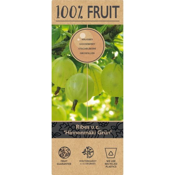 Ribes u.-c. Hinnonmäki Grön