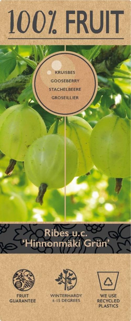 Ribes u.-c. Hinnonmäki Grön