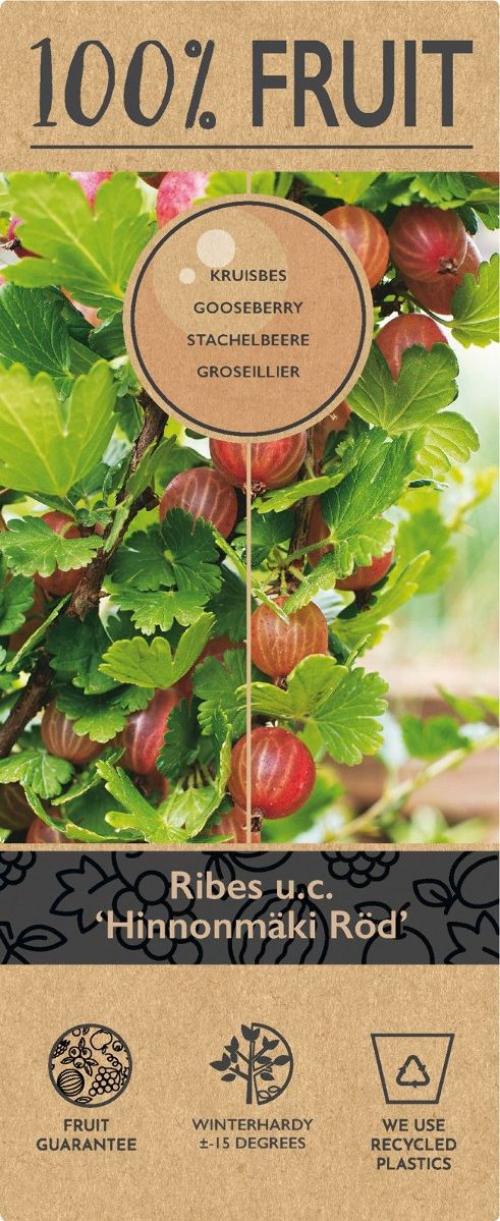 Ribes u.-c. Hinnonmäki Röd