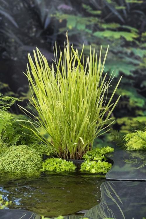 Glyceria maxima 'Variegata'