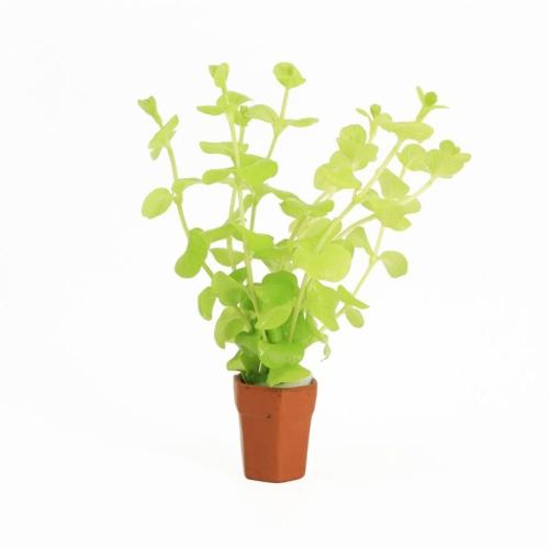 Lysimachia nummularia 'Aurea'