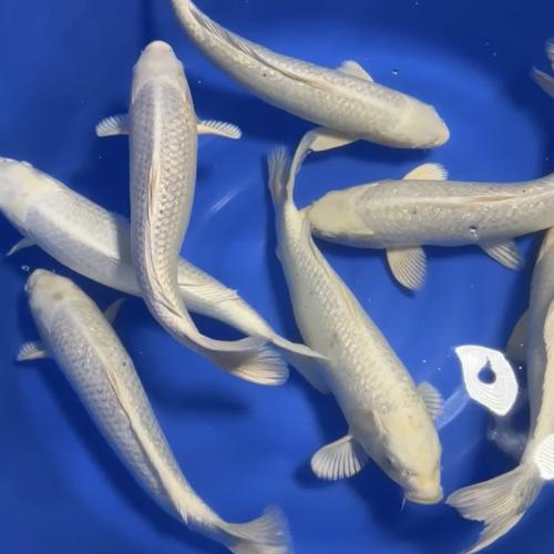 Platina og Ginrin Platina 40-50cm 