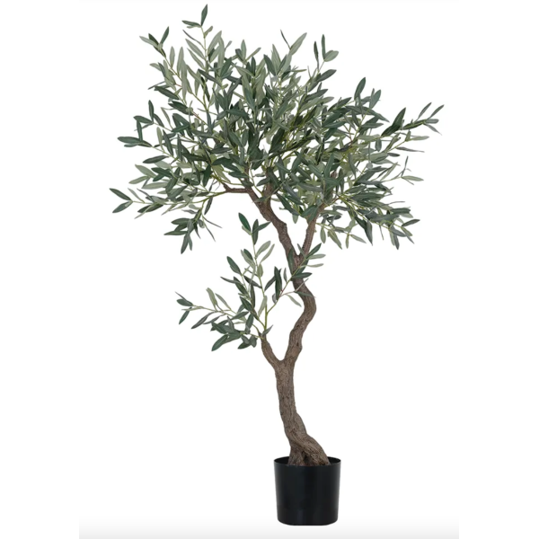 Oliventre uten frukt 150 cm