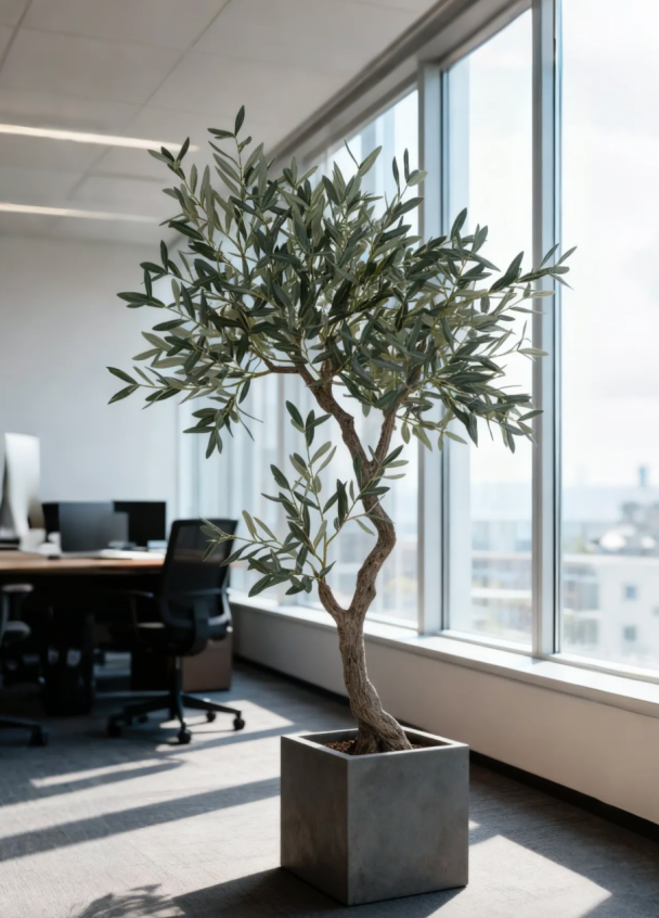 Oliventre uten frukt 150 cm - Image 3