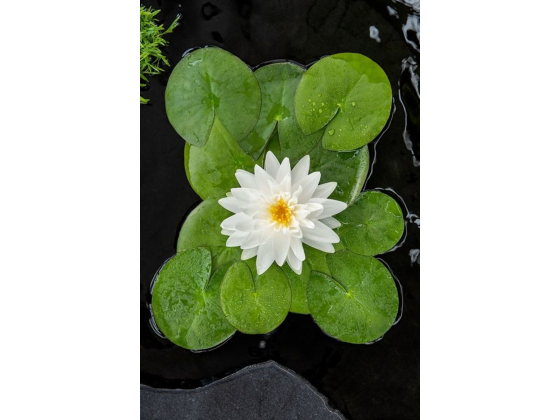 Nymphaea &lsquo;Gonn&egrave;re&rsquo;