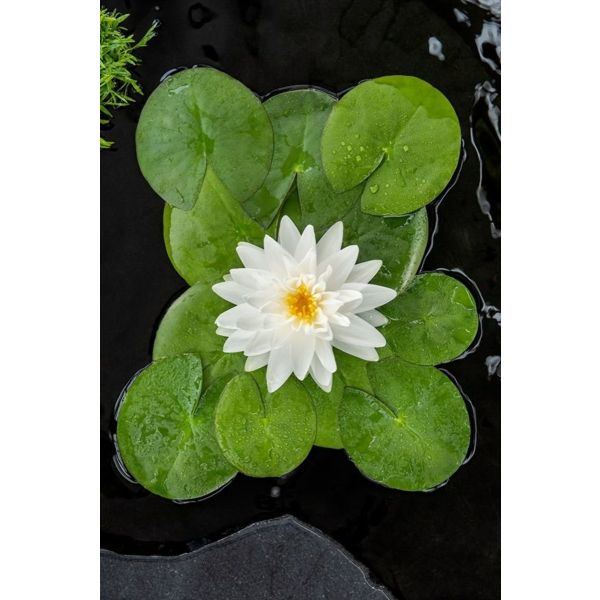 Nymphaea &lsquo;Gonn&egrave;re&rsquo;