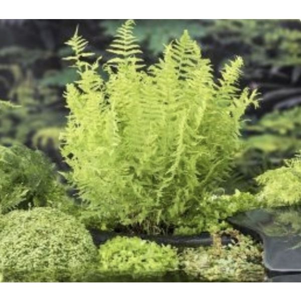 Bregne (Thelypteris palustris)