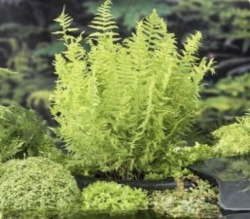 Bregne (Thelypteris palustris)