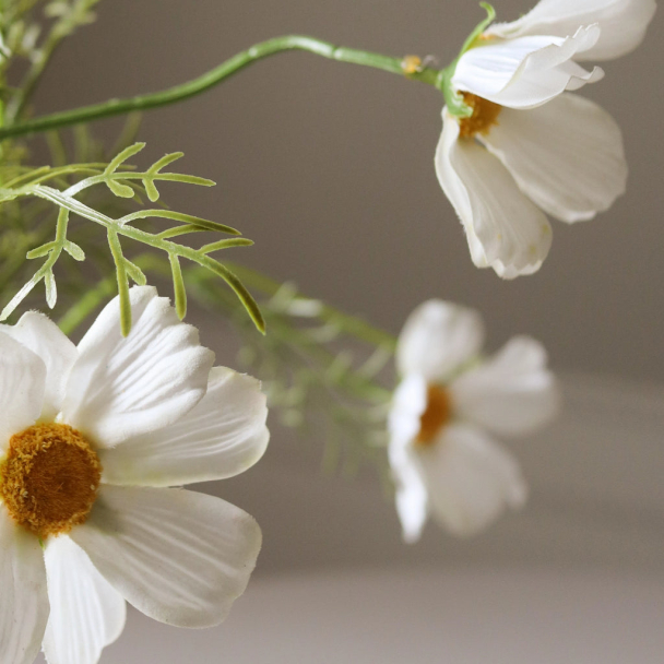 Hvit Cosmosblomst - Image 3