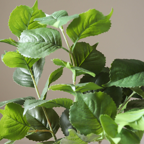 Grønne Hortensiablader - Image 2