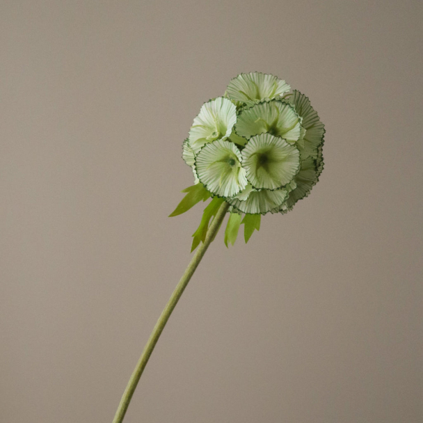 Lysegrønn Scabiosa Frøkapselblomst - Image 3