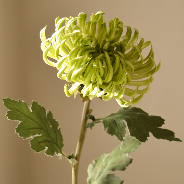 Lysegrønn halvkaktus-dahlia - Image 4