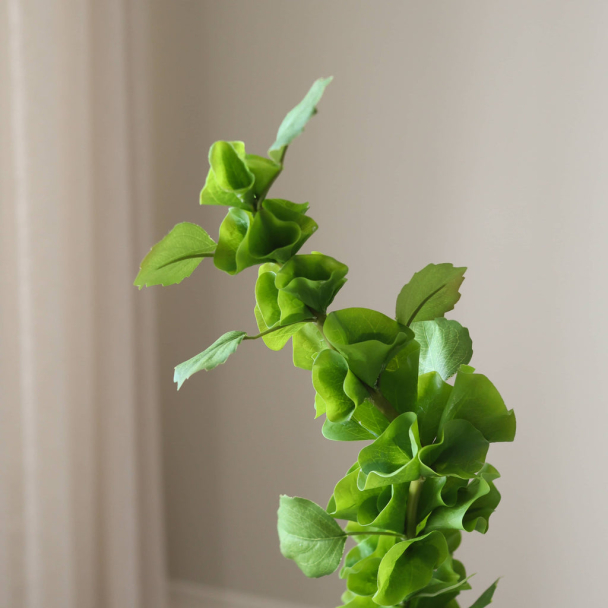 Grønn irsk klokke - Image 2