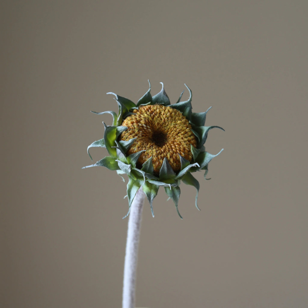 Gul høstsolsikke - Image 3