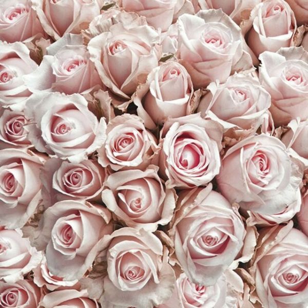 Napkin Lunsj Pastel Roses 33x33