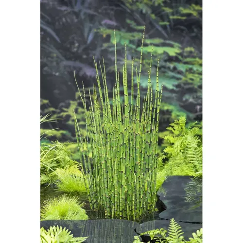 Equisetum Japonicum