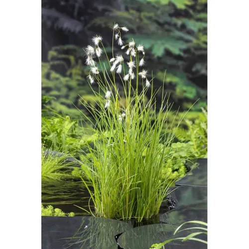 Eriophorum Angustifolium