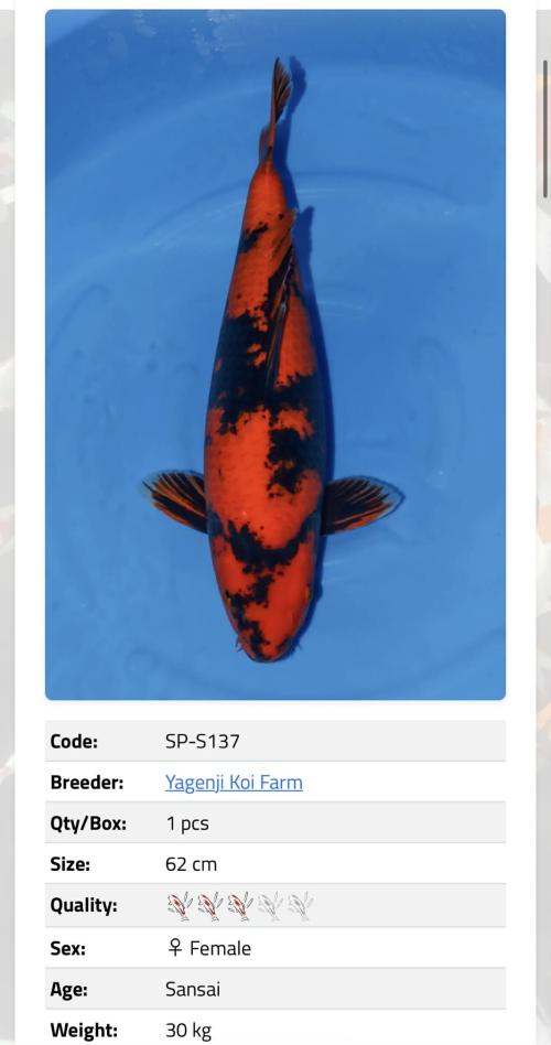 Yagenji koifarm/ Hi Utsuri 62cm / 3år