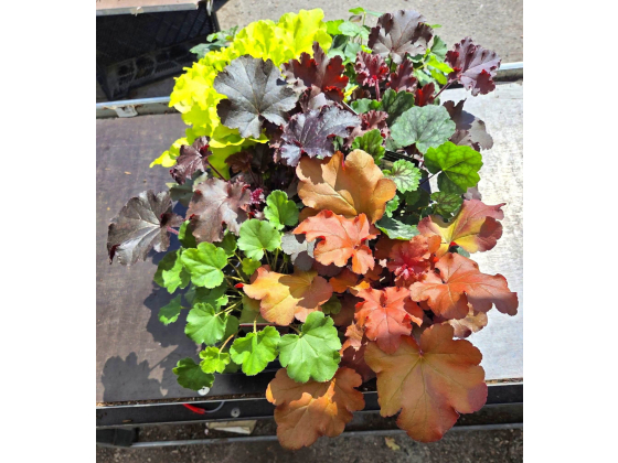 1stk Heuchera Tilbudsbrett