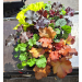 1stk Heuchera Tilbudsbrett