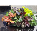 1stk Heuchera Tilbudsbrett