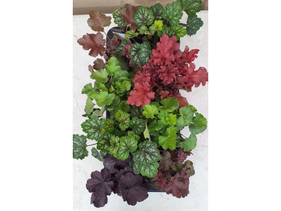 1stk Heuchera Tilbudsbrett Nord-Norge