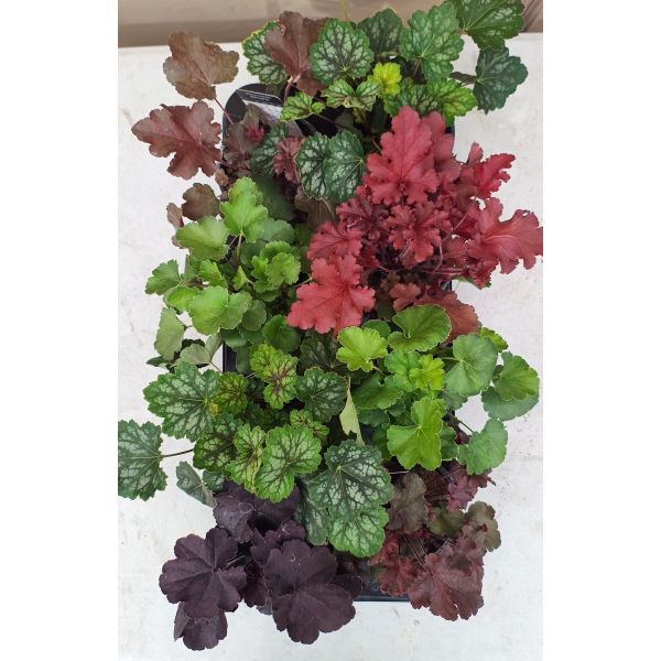 1stk Heuchera Tilbudsbrett Nord-Norge