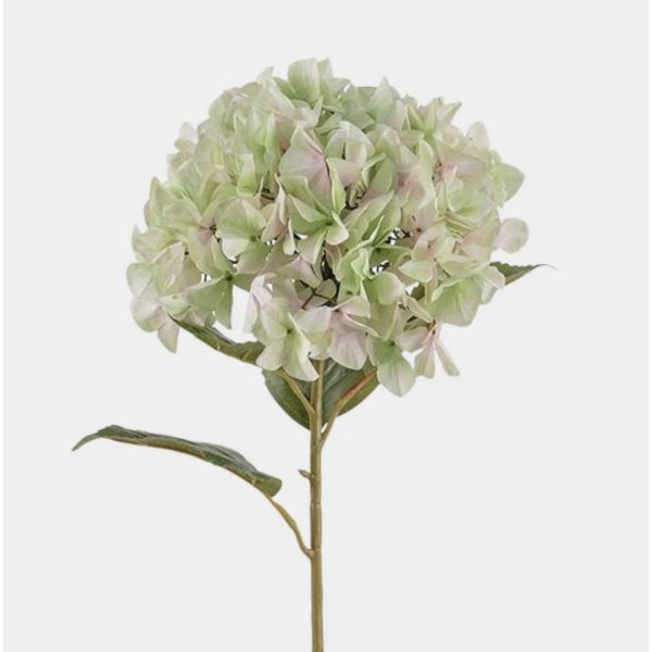 Hortensia - Lime