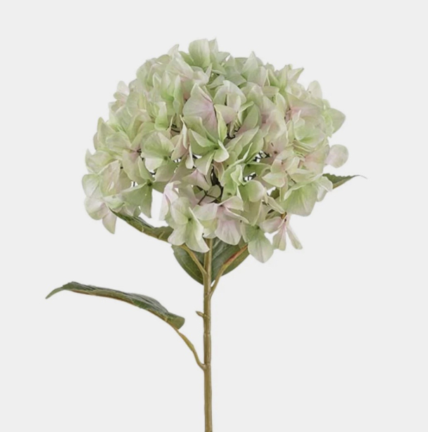 Hortensia - Lime