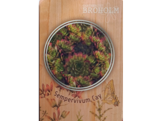 Sempervivum &lsquo;Cay&rsquo;