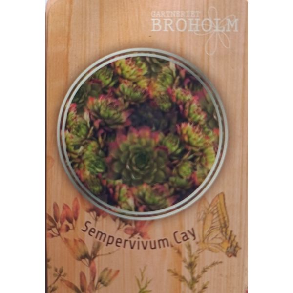 Sempervivum &lsquo;Cay&rsquo;