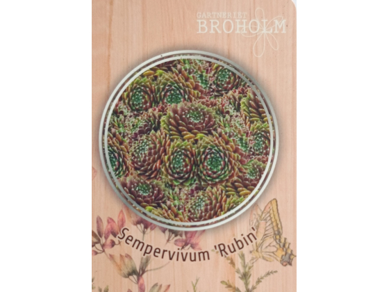 Sempervivum &lsquo;Rubin&rsquo; 