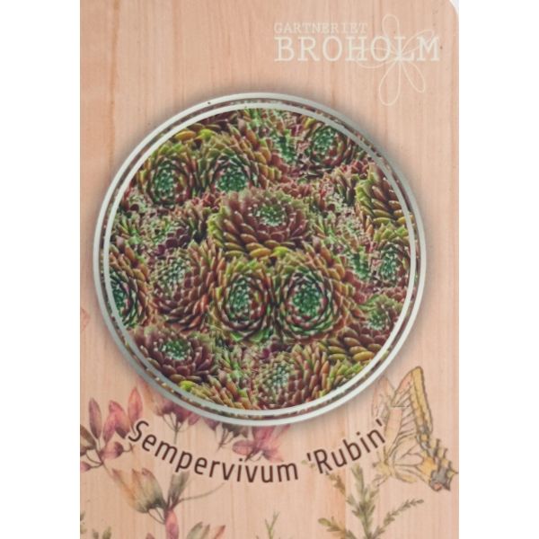 Sempervivum &lsquo;Rubin&rsquo; 