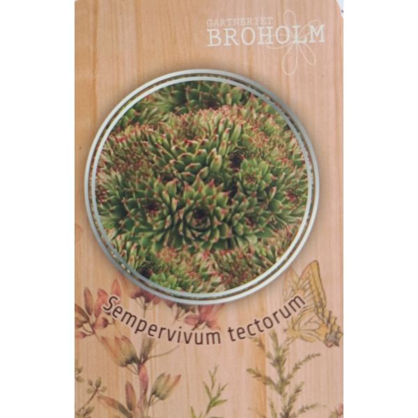 Sempervivum 'Tectorum' 