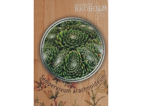 Sempervivum 'Arachnoideum'