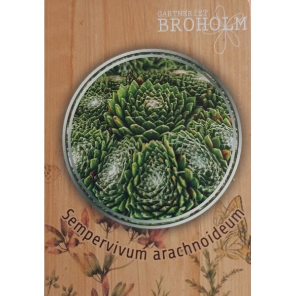 Sempervivum 'Arachnoideum'