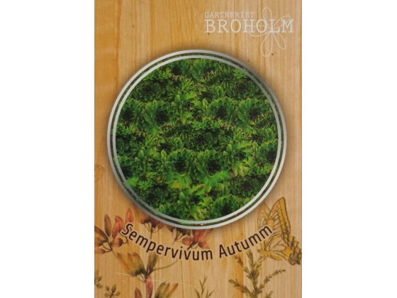 Sempervivum &lsquo;Autumm&rsquo; 