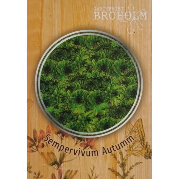 Sempervivum &lsquo;Autumm&rsquo; 