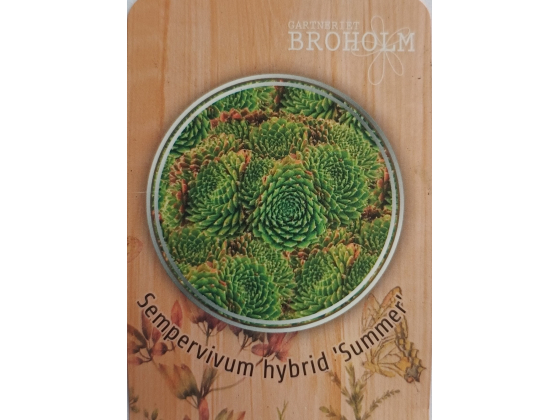 Sempervivum hybrid &lsquo;Summer&rsquo; 