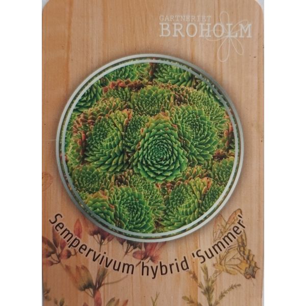 Sempervivum hybrid &lsquo;Summer&rsquo; 