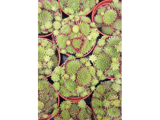 Sempervivum hybrid &lsquo;Summer&rsquo; 