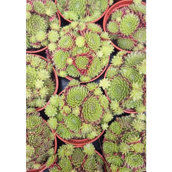 Sempervivum hybrid &lsquo;Summer&rsquo; 