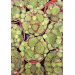 Sempervivum hybrid &lsquo;Summer&rsquo; 