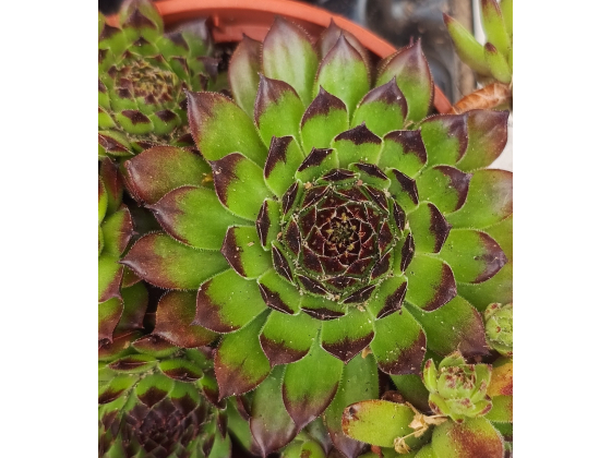 Sempervivum &lsquo;Autumm&rsquo; 