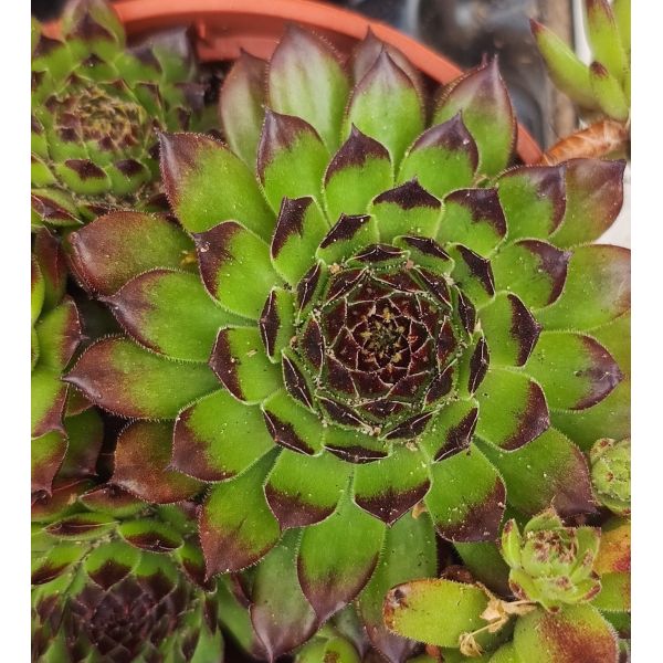 Sempervivum &lsquo;Autumm&rsquo; 
