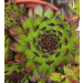 Sempervivum &lsquo;Autumm&rsquo; 