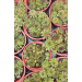 Sempervivum &lsquo;Autumm&rsquo; 