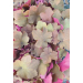 Heuchera "Caramel "