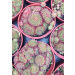 Sempervivum calcareum &lsquo;Bicolor&rsquo; 